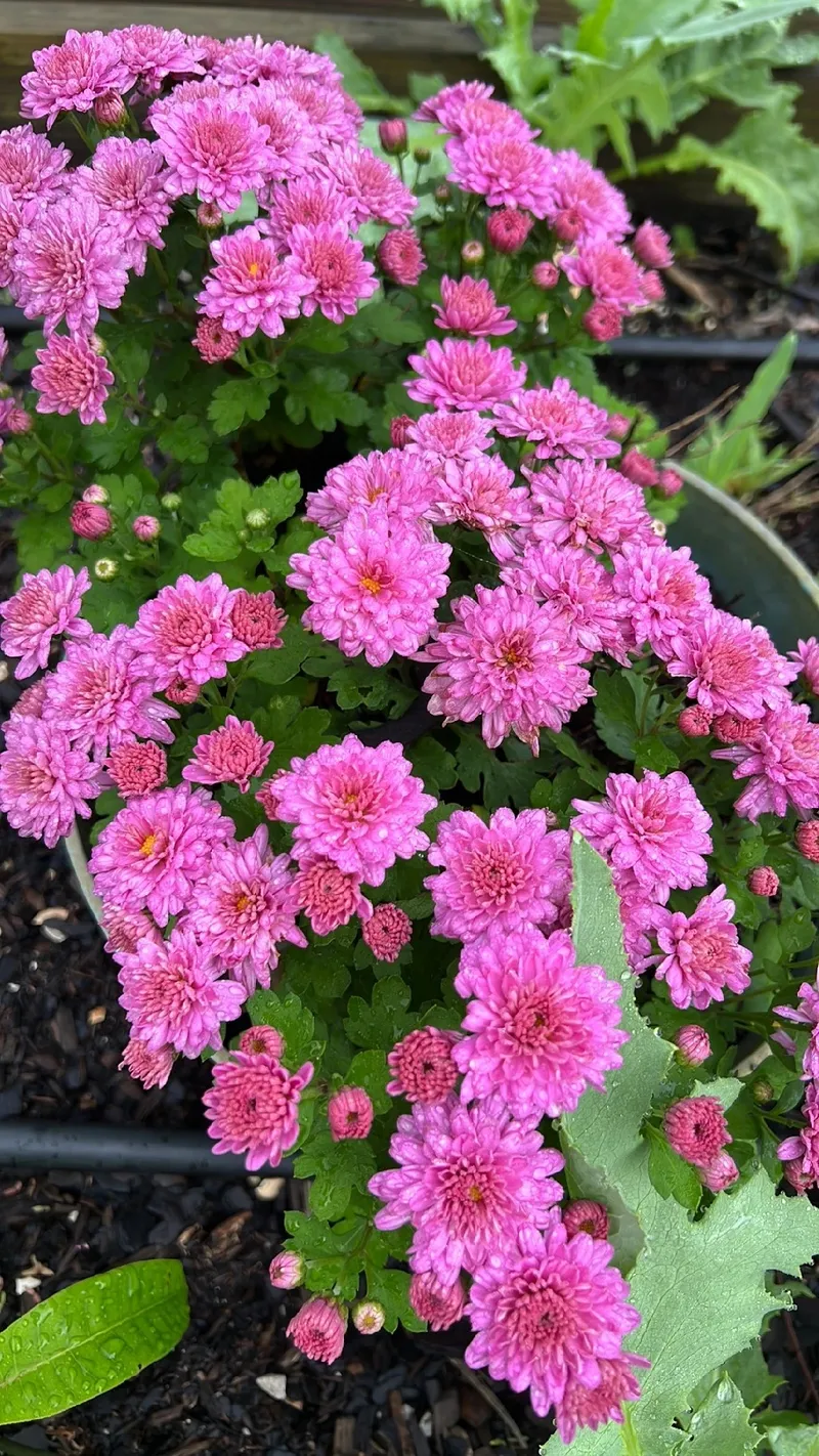 アスター 花 言葉