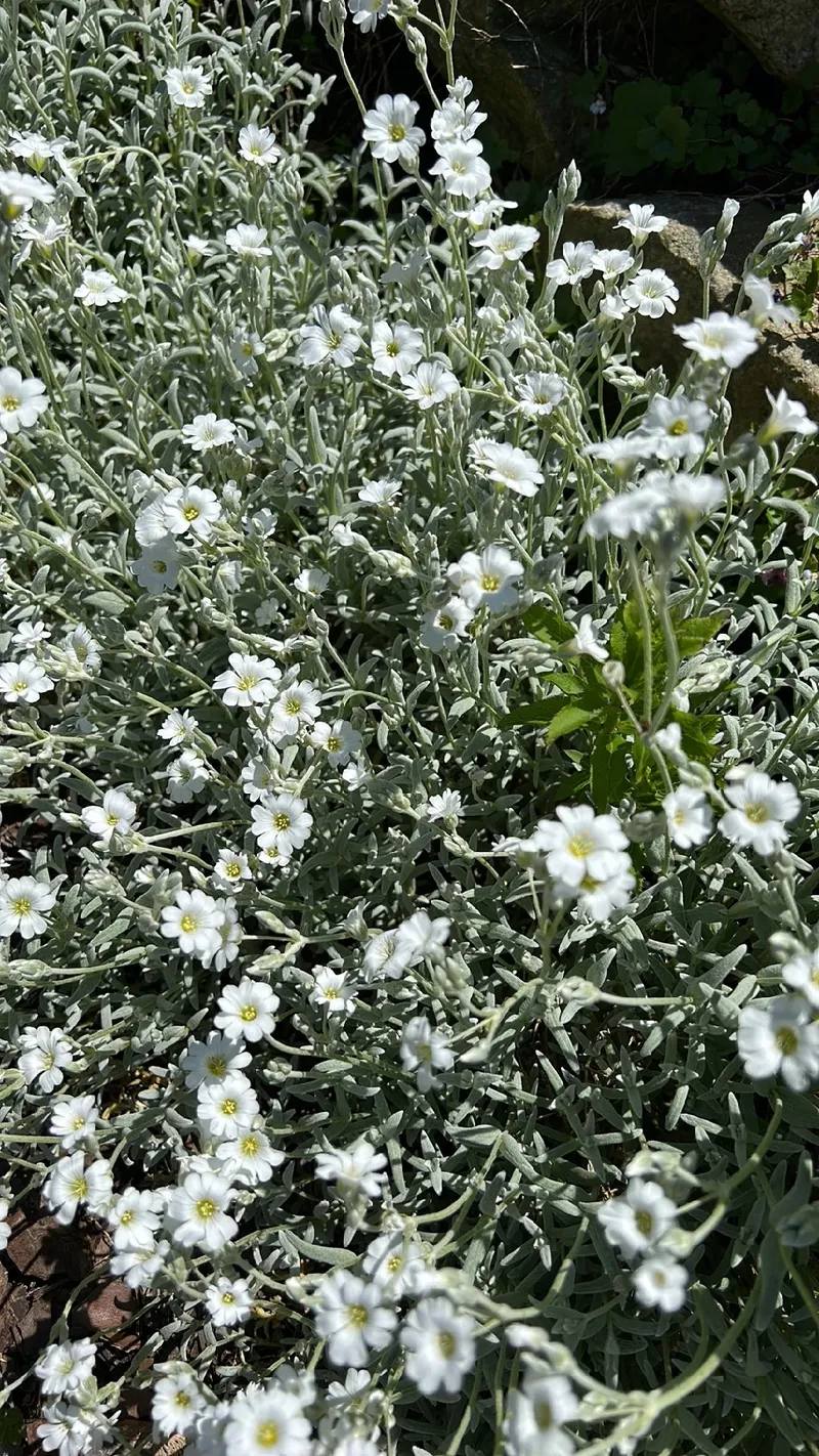 シロミミナグサ（白耳菜草）の花言葉とその歴史的・文化的意義