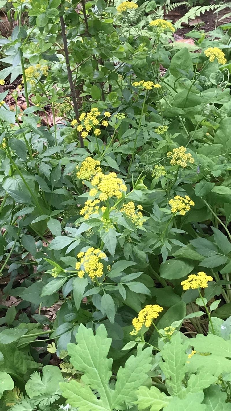 Discovering the Unique Beauty and Meaning of Golden Alexanders