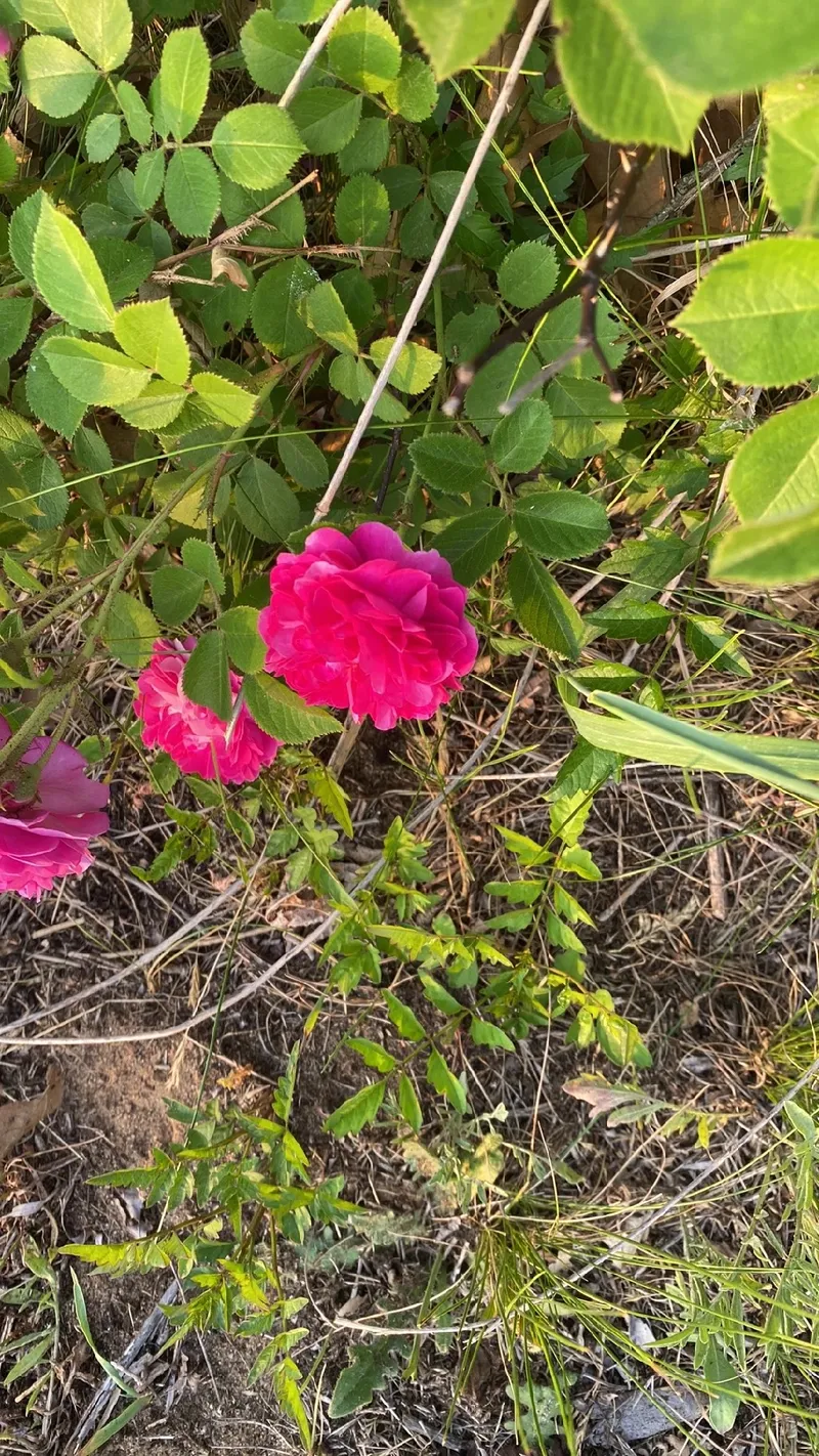 TIPOS DE FLORES: Veja 80 exemplos e escolha a melhor - Estruturas\u0026BIM, image size:800x1422
