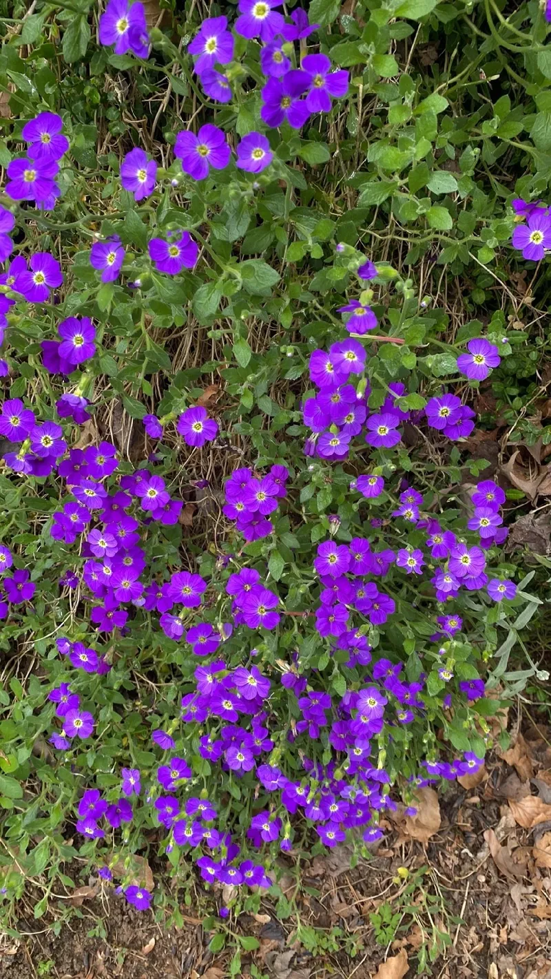 ムラサキナズナ（紫薺）の花言葉とその魅力を探る