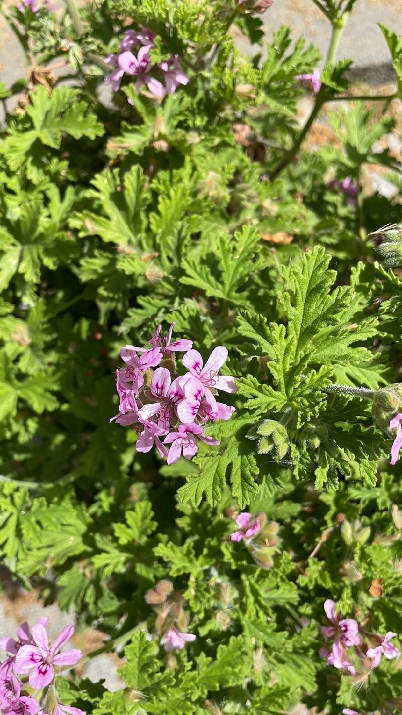 Geranium Rose Shape Unveiling the Charm and Symbolism of Rose Geranium Flowers