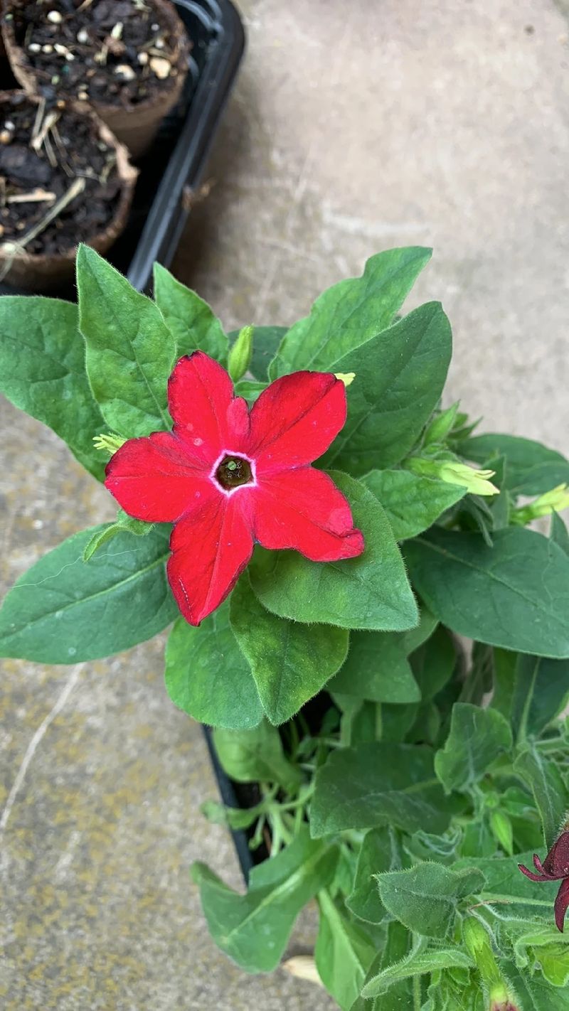 tobacco flower relative crossword Flowering Tobacco (Nicotiana alata) Floral