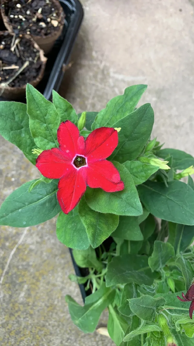 fake tobacco plant Artificial Tobacco Leaves fake tobacco plant Artificial Tobacco Leaves