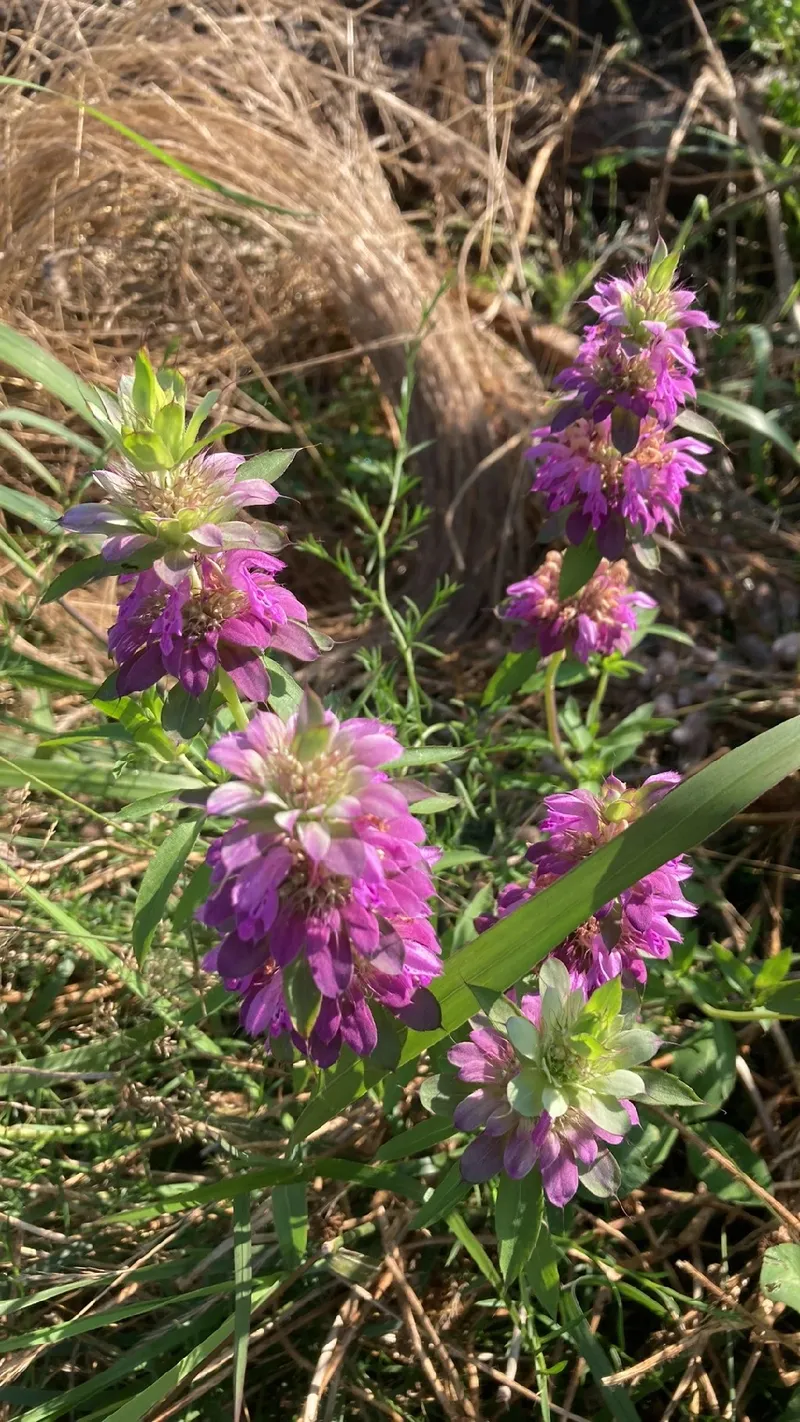 モナルダ 花 言葉