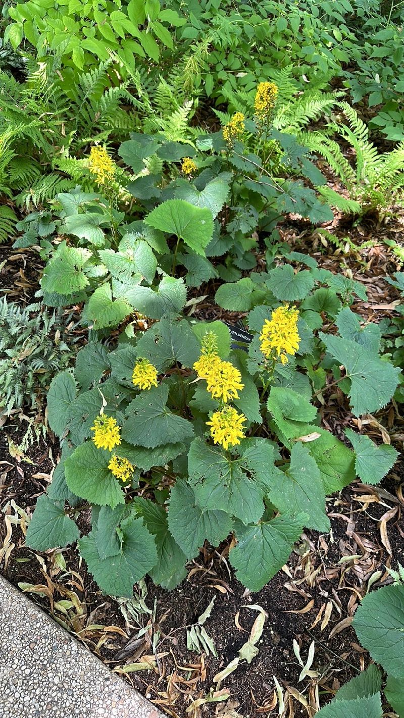 Exploring the Language and Meaning of Leopard Plant Flowers