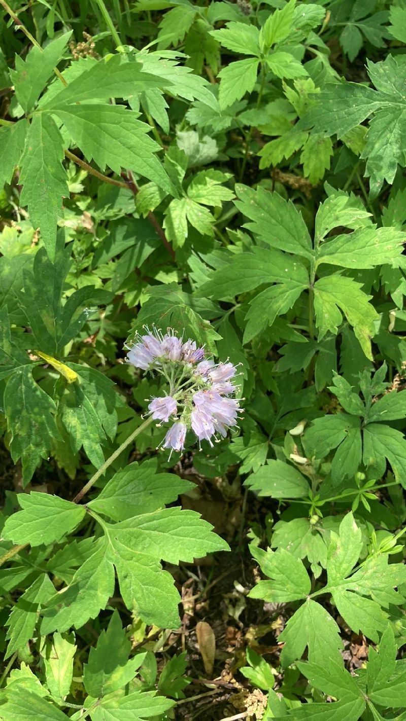 The Language and Meaning of the Virginia Waterleaf Flower