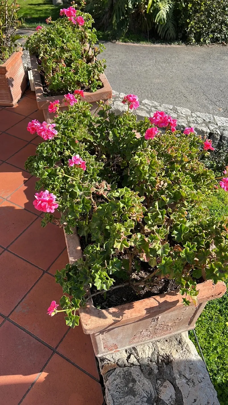 El Significado y la Belleza del Geranio Colgante en la Cultura Floral, image size:800x1422