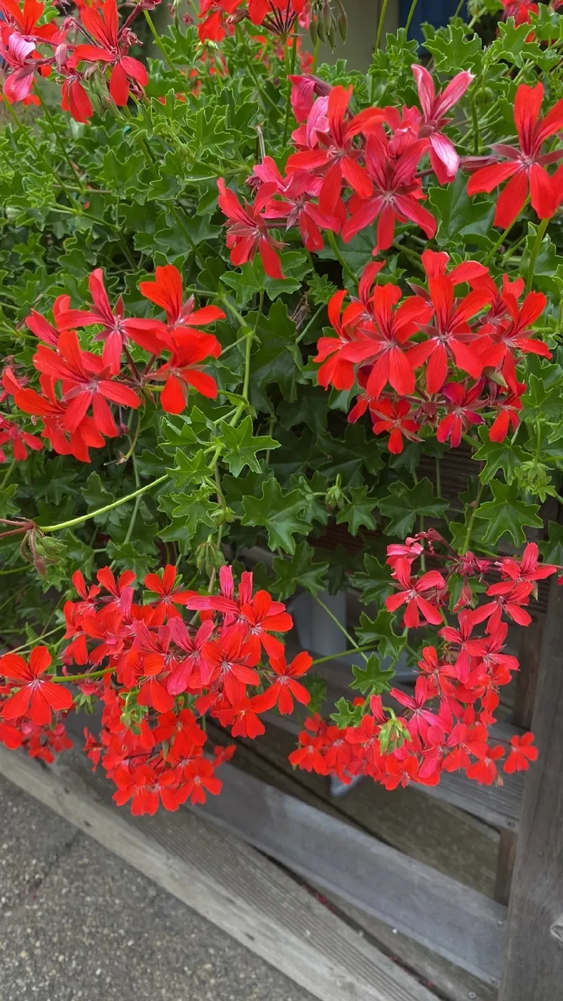 El Significado y la Belleza del Geranio Colgante en la Cultura Floral, image size:800x1422