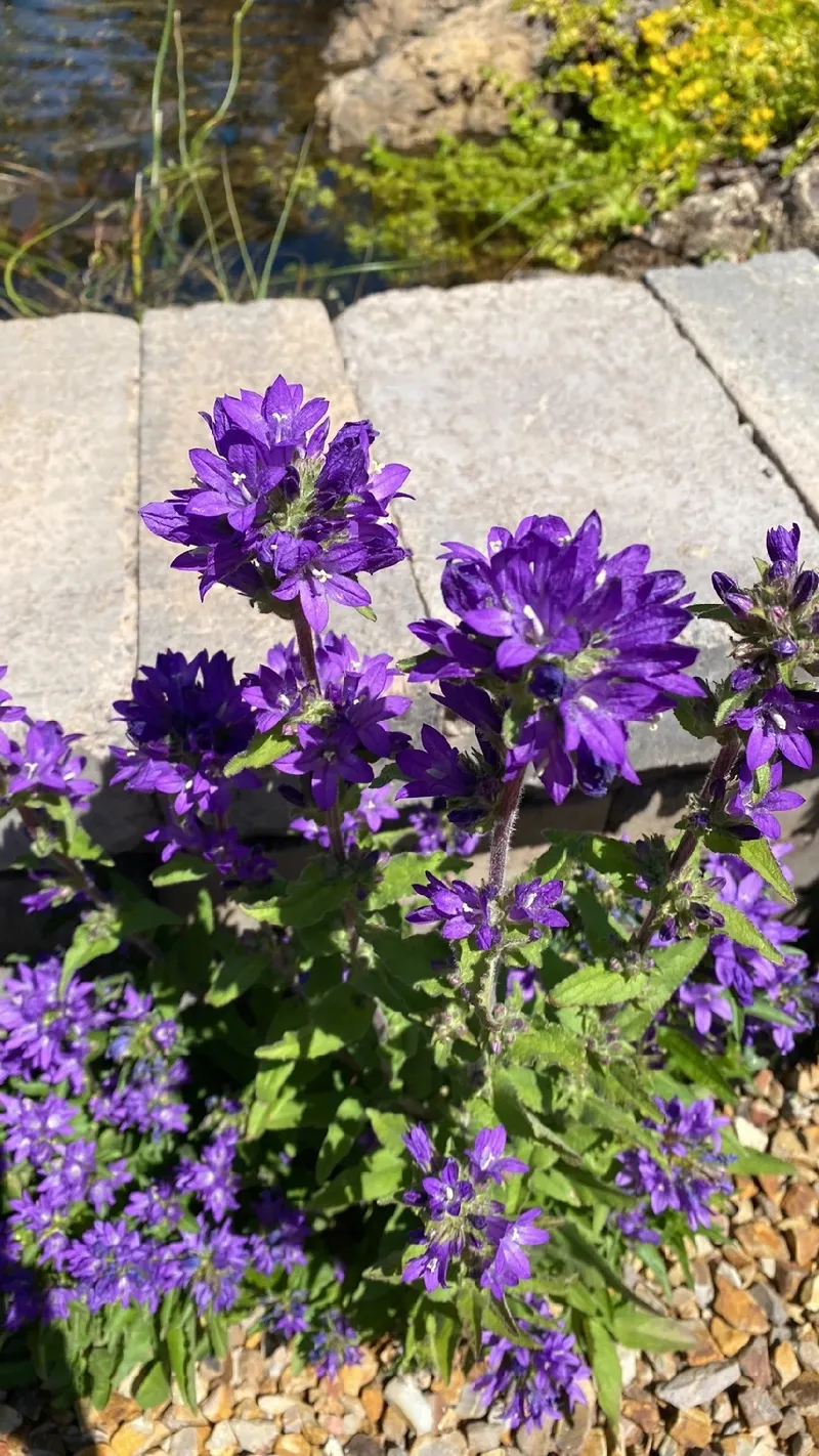リンドウザキカンパニュラの花言葉とその魅力を探る