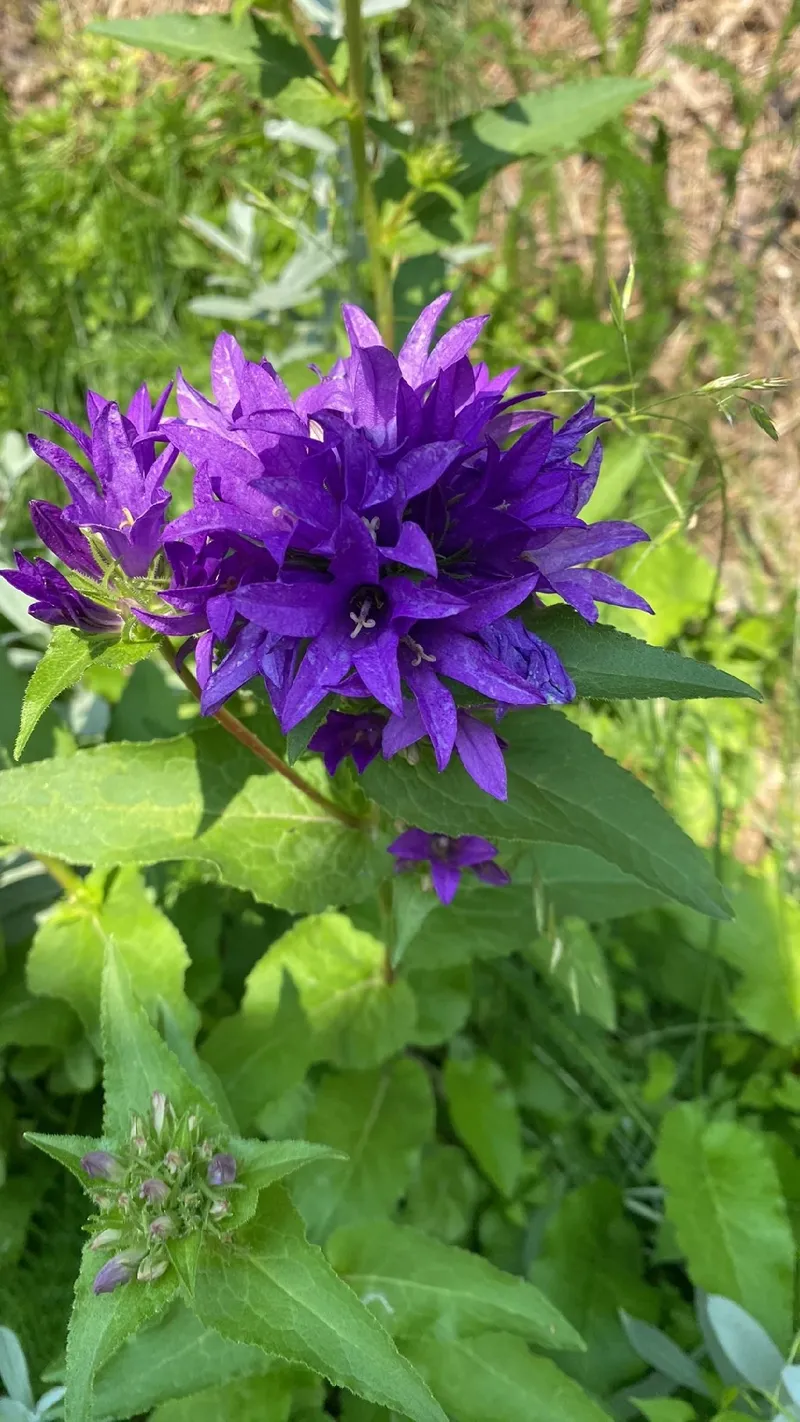 リンドウザキカンパニュラの花言葉とその魅力を探る
