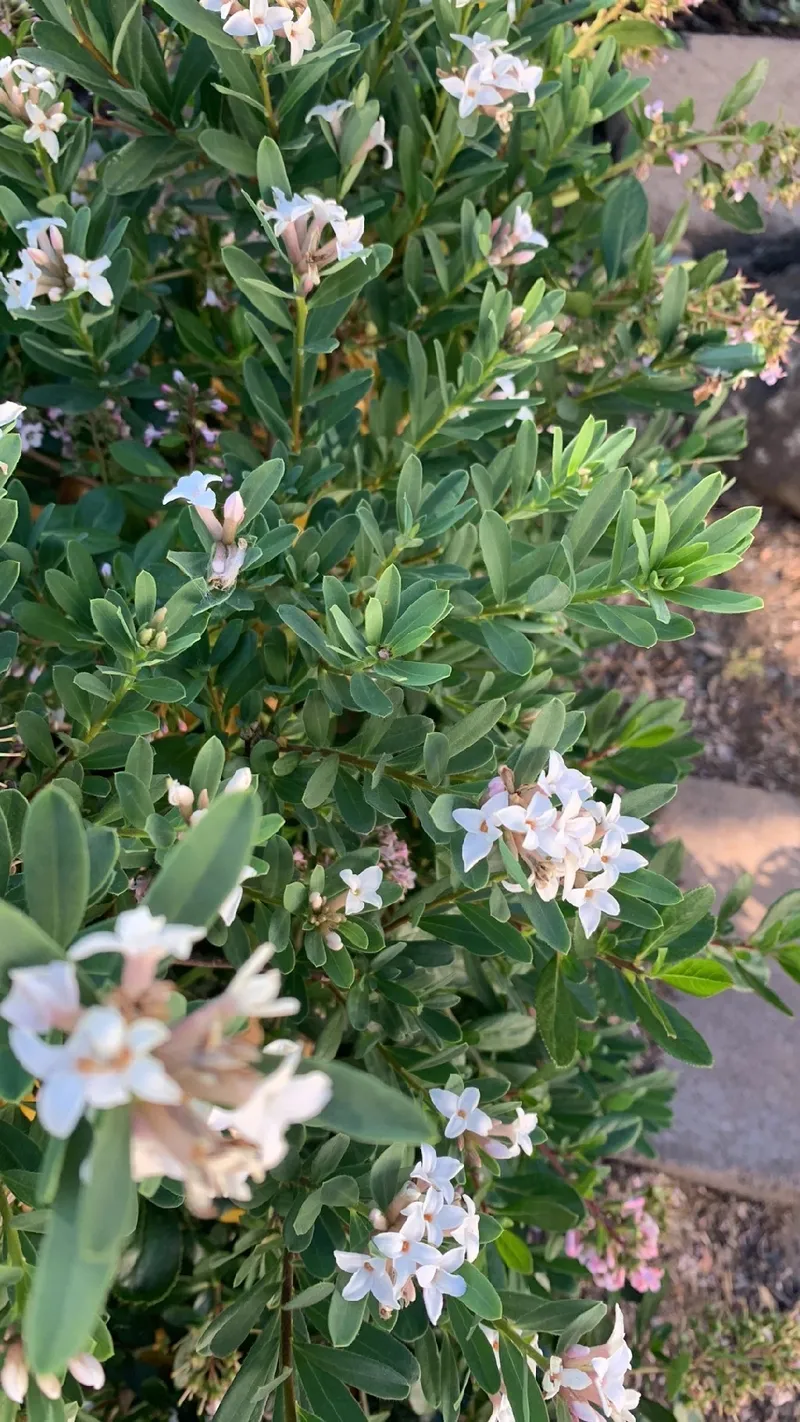 ジンチョウゲ（沈丁花）の魅力と象徴：歴史と文化の背景に迫る