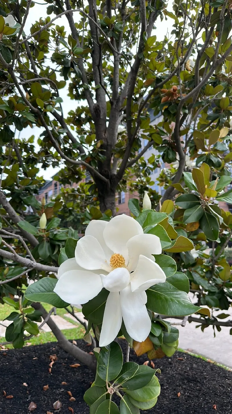 Magnolia à Grandes Fleurs : Langage, Signification et Usages Culturels, image size:800x1422