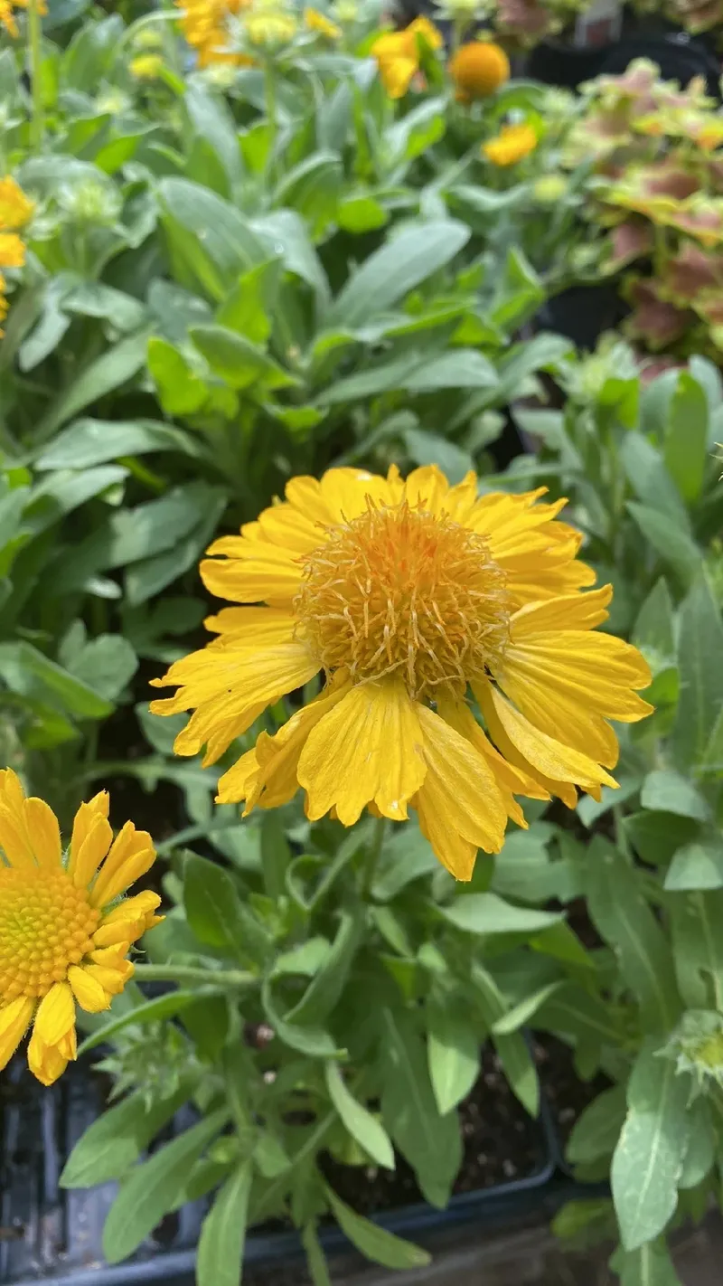 Die Bedeutung und Symbolik der Prrier-Kokardenblume: Ein umfassender  Leitfaden