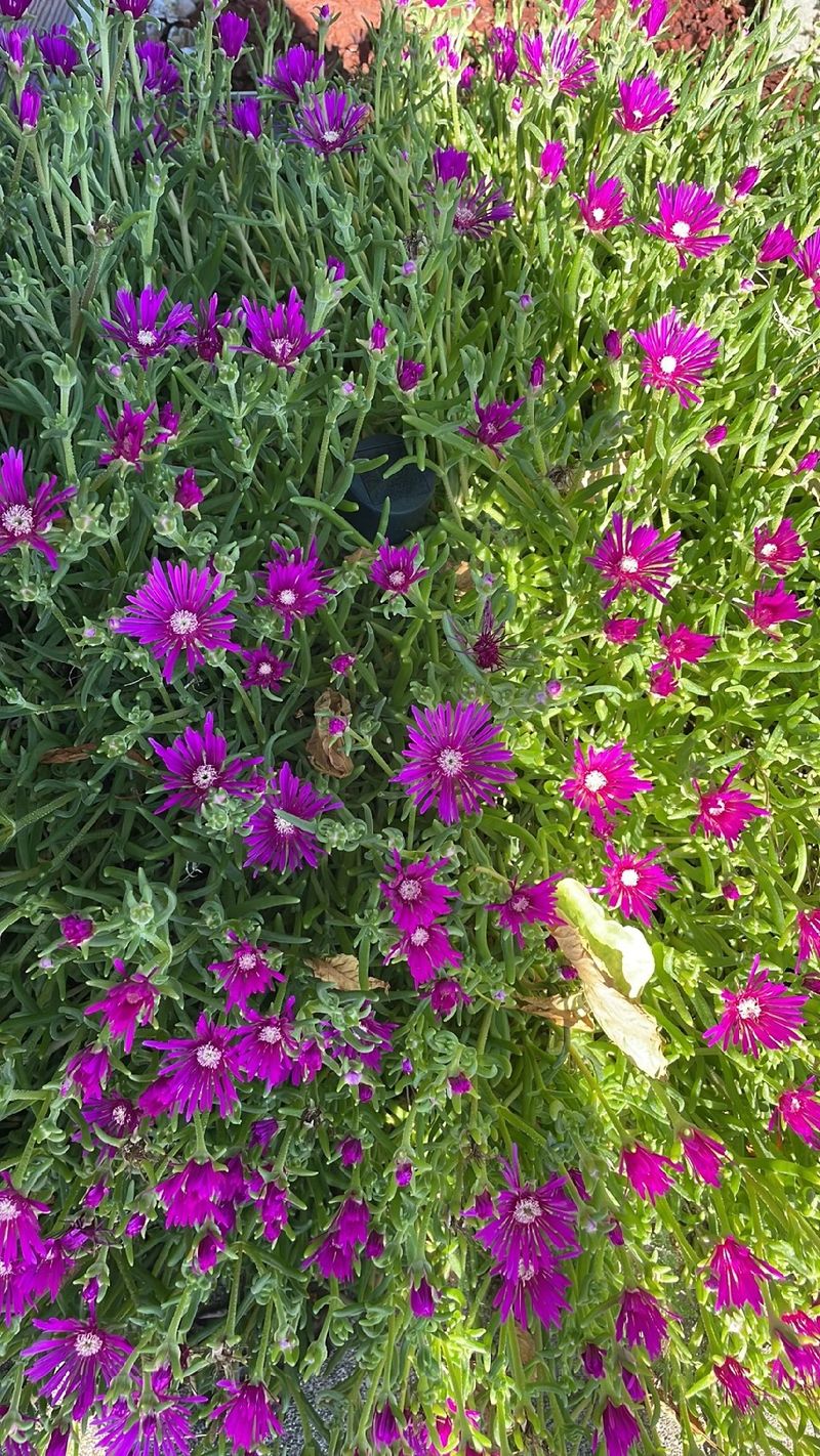 Exploring the Language and Meaning of the Trailing Ice Plant in Floral ...
