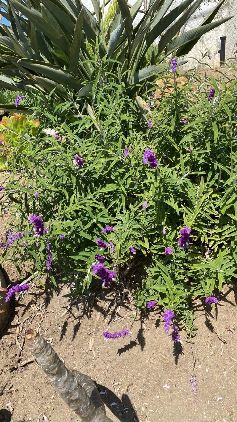 アメジストセージの魅力と花言葉 - 美しさとシンボルの世界