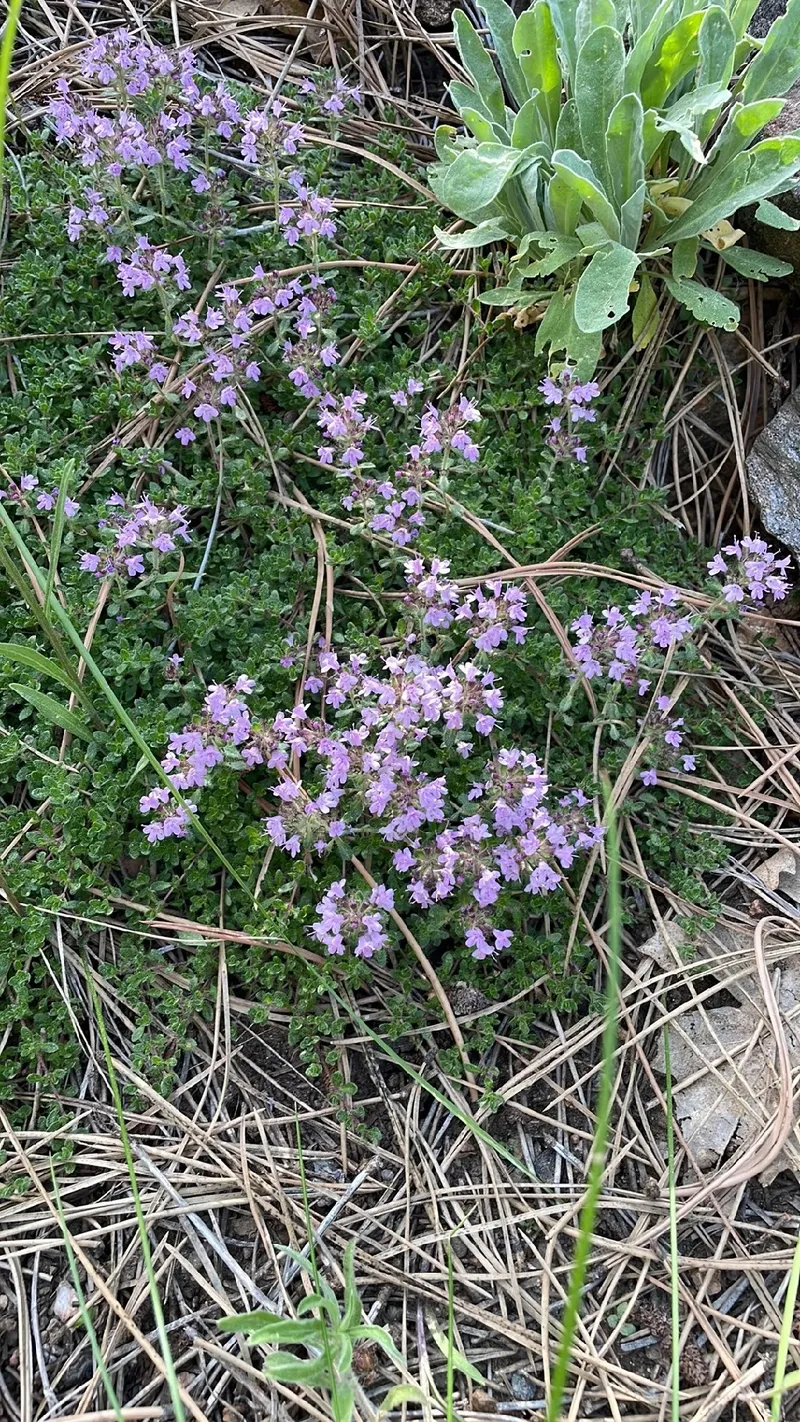 クリーピングタイムの花言葉とその魅力：歴史と文化の中での意味