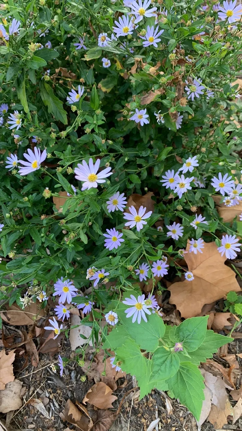 シオン（紫苑）の花言葉とその魅力：歴史と文化を辿る