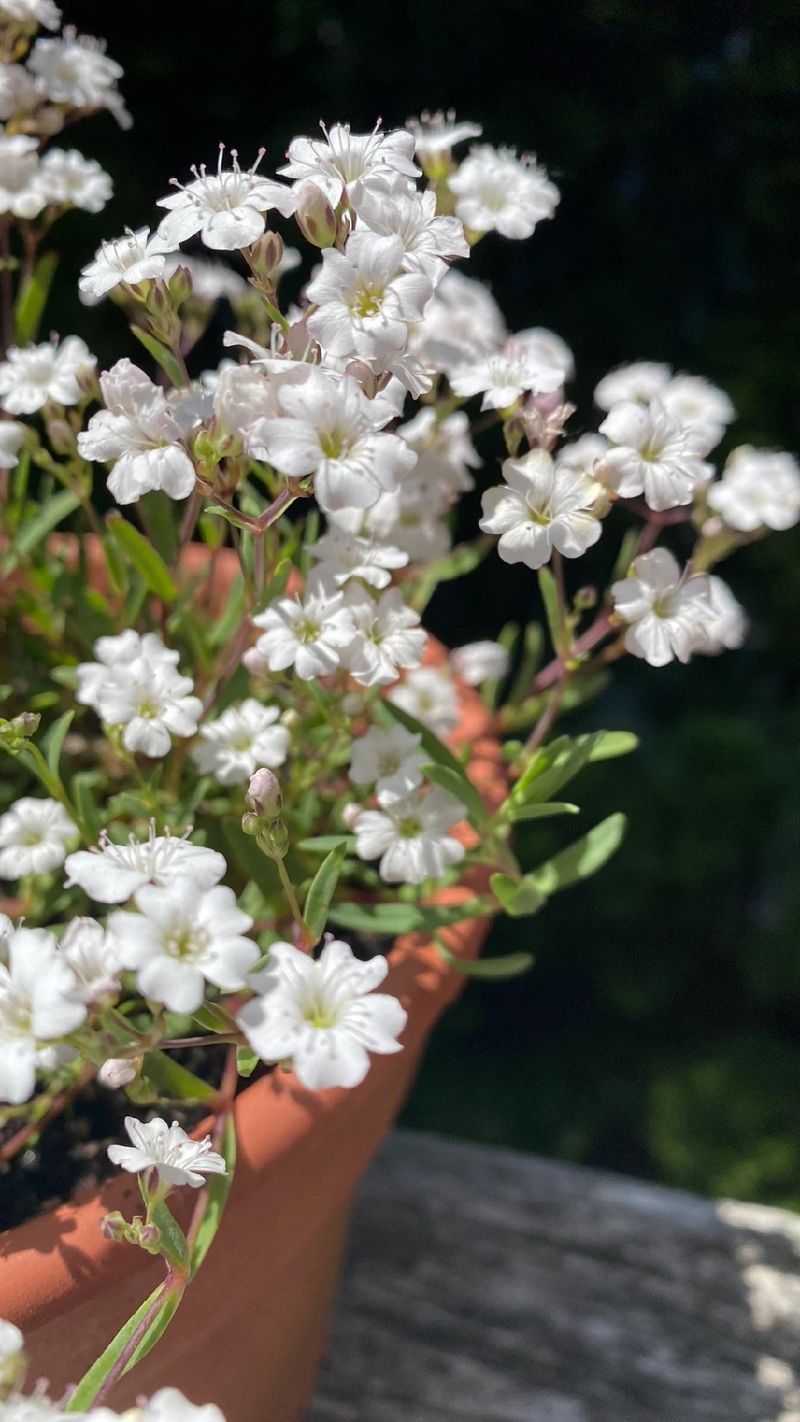 baby's breath♡プロフ要確！ ❤️
