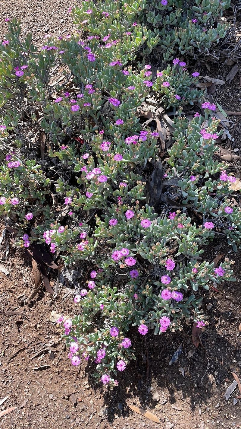 The Language and Meaning Behind the Alluring Pink Ice Plant Flower