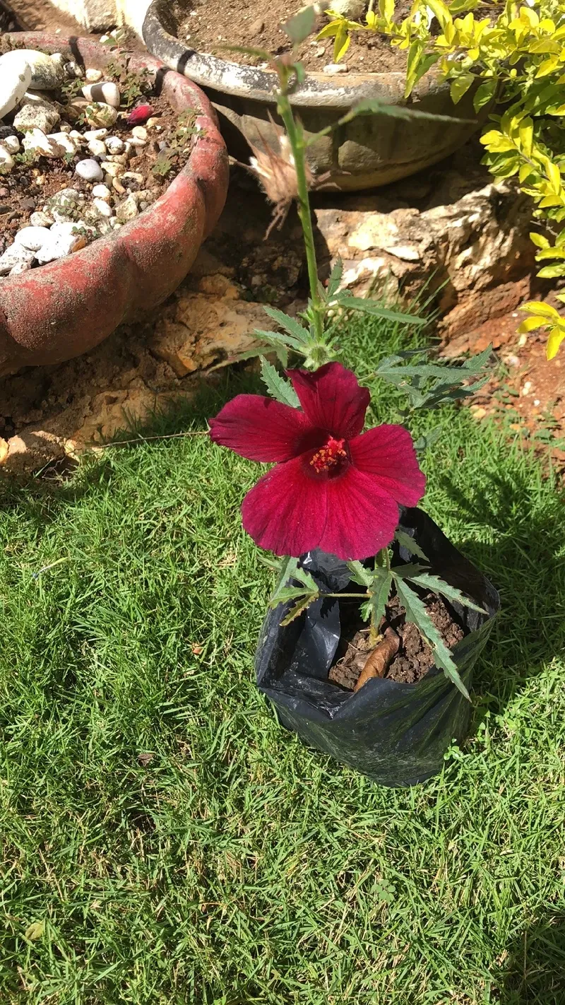 Trevo Roxo - Como Fazer Muda e Cuidados | Endereço e Contato, image size:800x1422