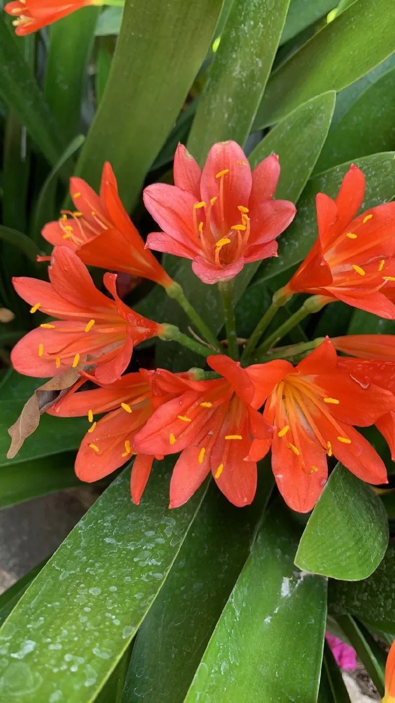Exploring the Charm and Significance of the Elegant Bush Lily