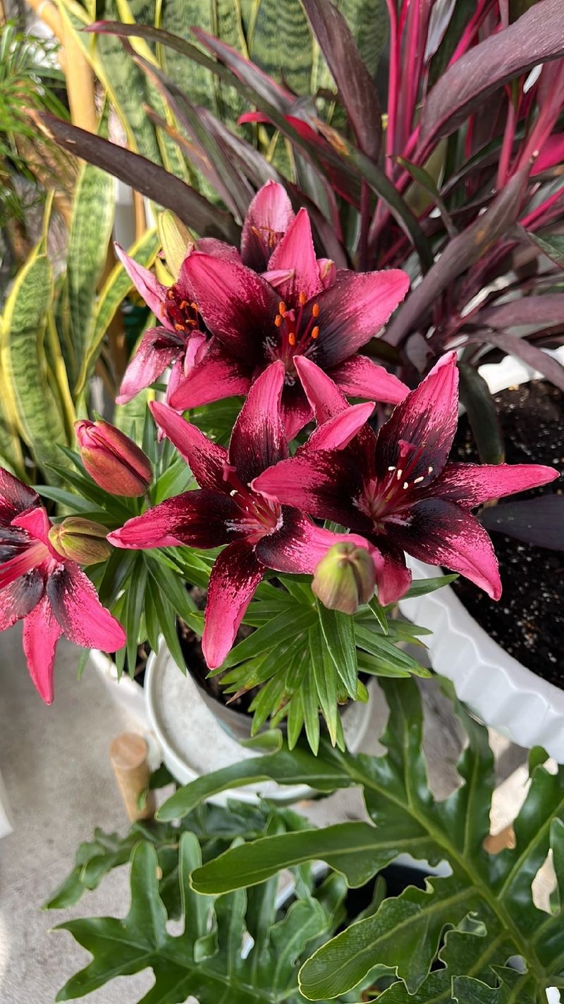 リリウム・ブルビフェラムの花言葉とその魅力：歴史と文化に見る花の意味