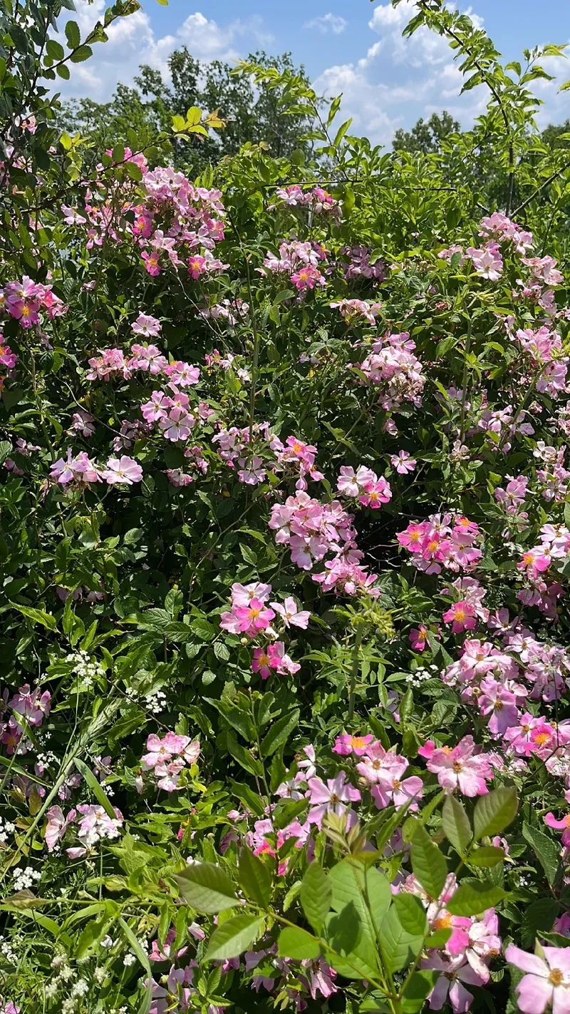 マンガの芸術, image size:800x1422