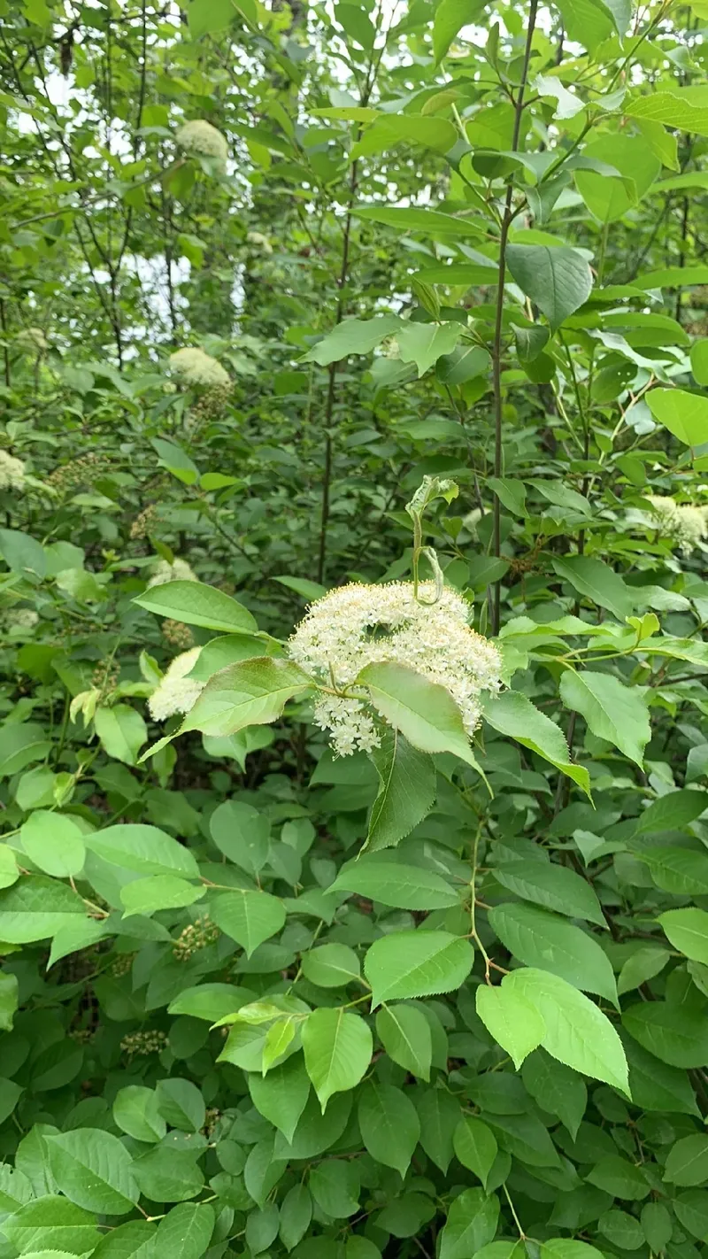 Dcouverte de la Bourdaine: Langage et Signification des Fleurs