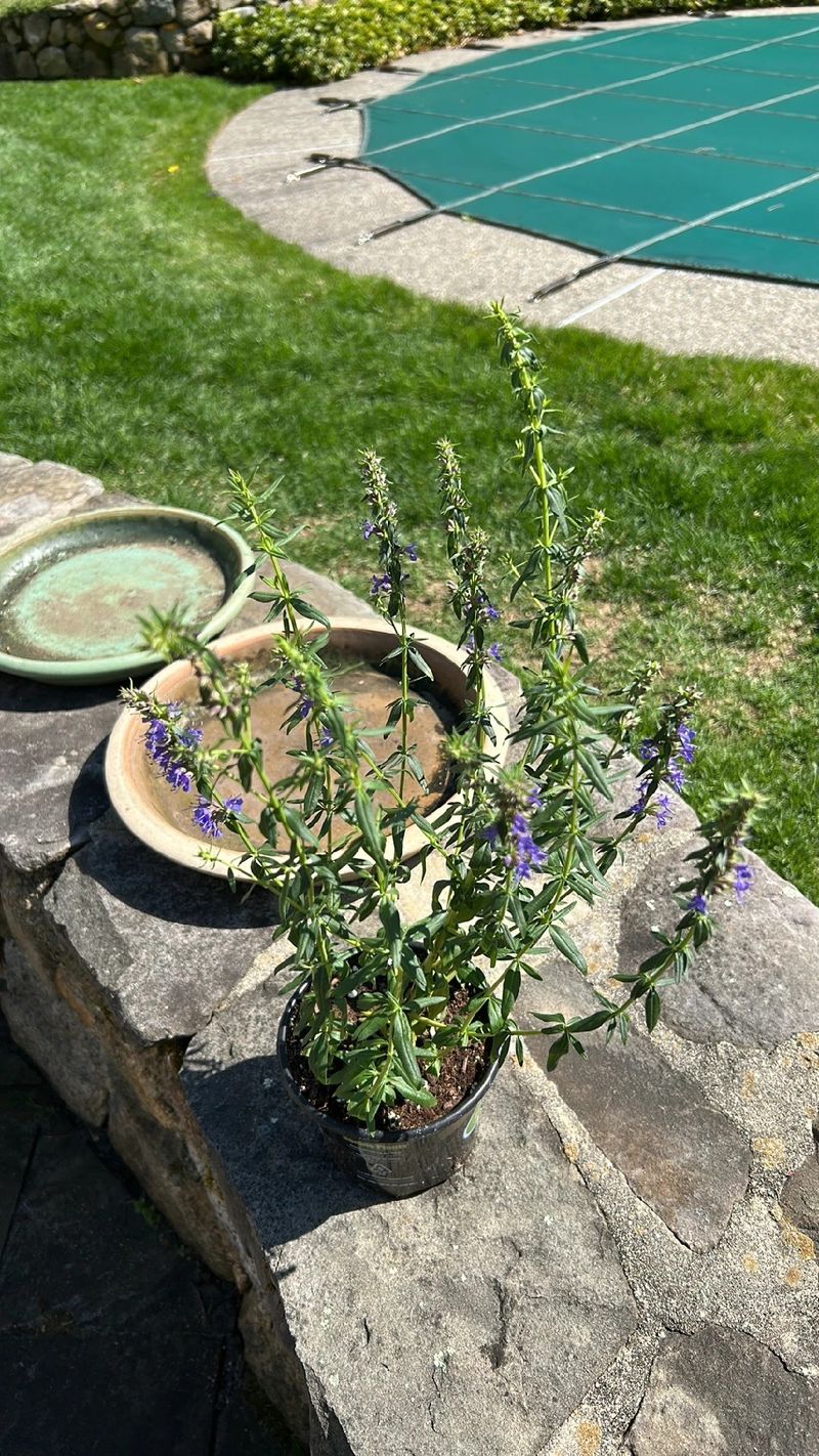 Exploring the Language and Meaning of Hyssop Flowers: A Deep Dive