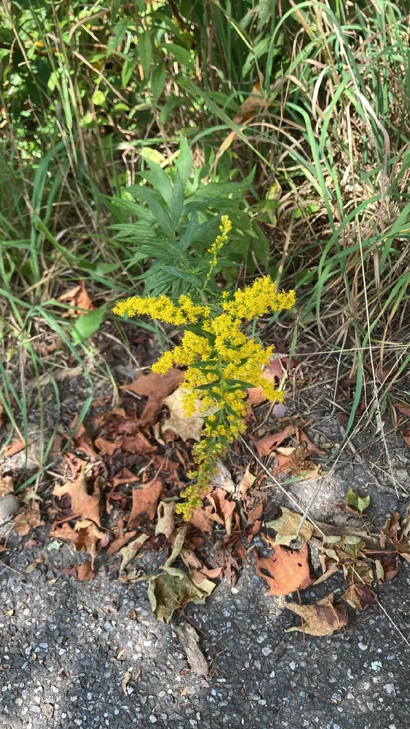 Ramos de boda para novia, crema champán y rosa, flores de boda para dama de  honor, rosa Artificial para ceremonia Civil / Accesorios de boda, image size:800x1422