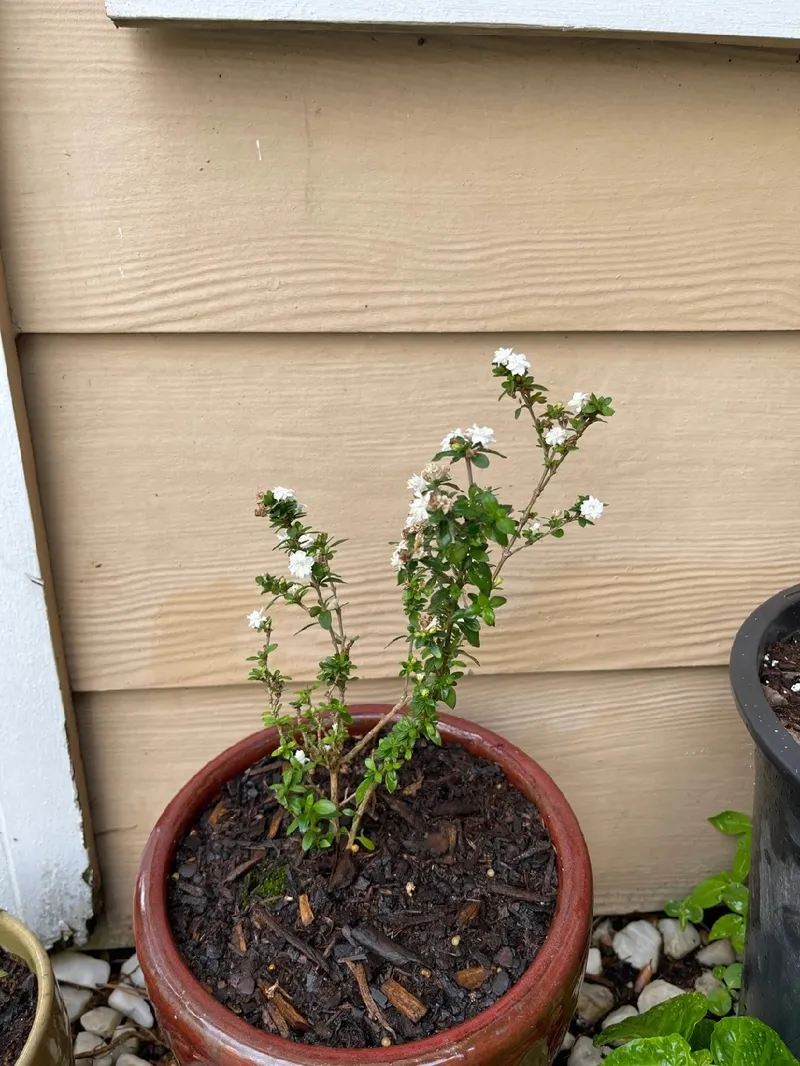Die Bedeutung der Junischnee: Sprache der Blumen und kulturelle Symbolik