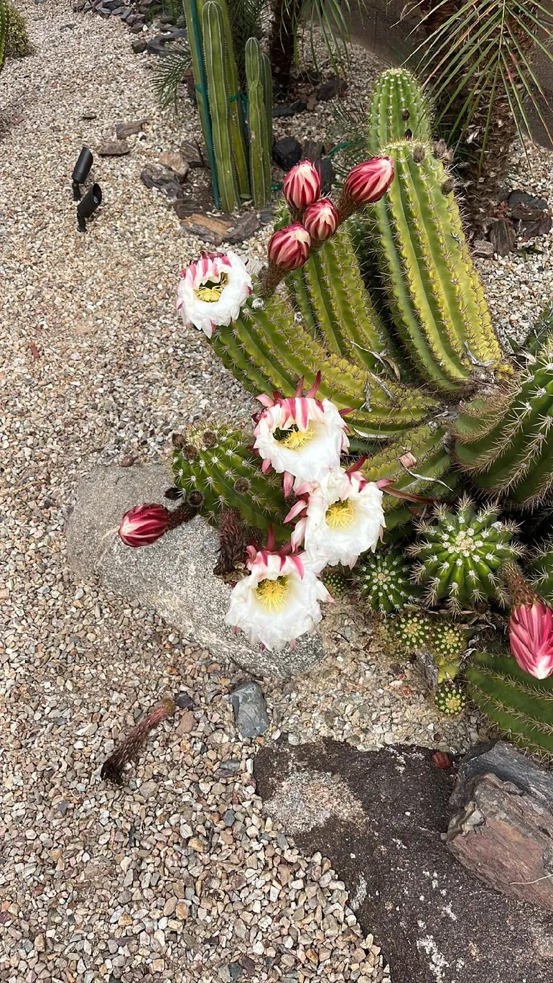 Discover the Meanings and Symbolism Behind the Easter Lily Cactus