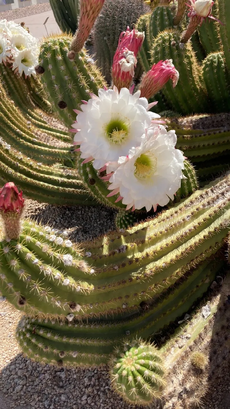 Die Bedeutung und Sprache der Blumen: Faszination des Bauernkaktus