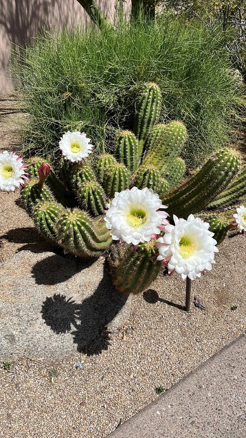 Discover the Meanings and Symbolism Behind the Easter Lily Cactus