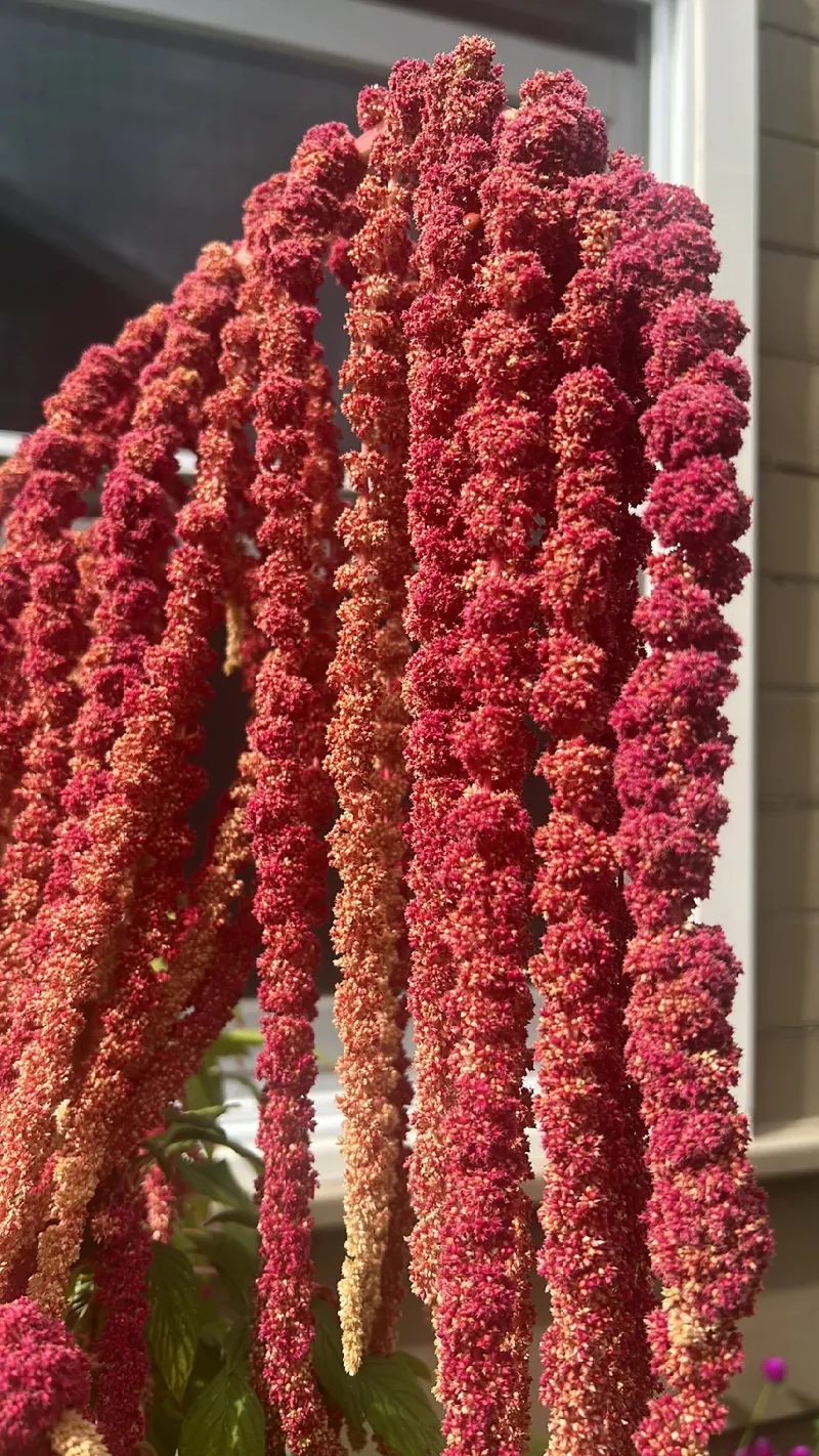 Floricultura Crys Artes (@floriculturacrysartes) • Instagram photos and  videos, image size:800x1422