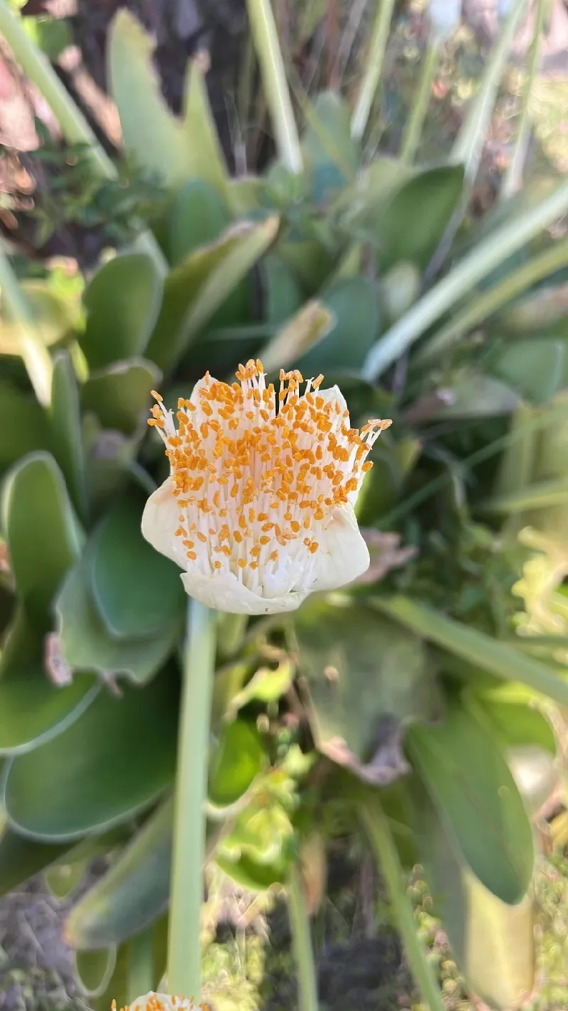 眉刷毛万年青（マユハケオモト）の言語と意味 - 魅力と文化的背景を探る