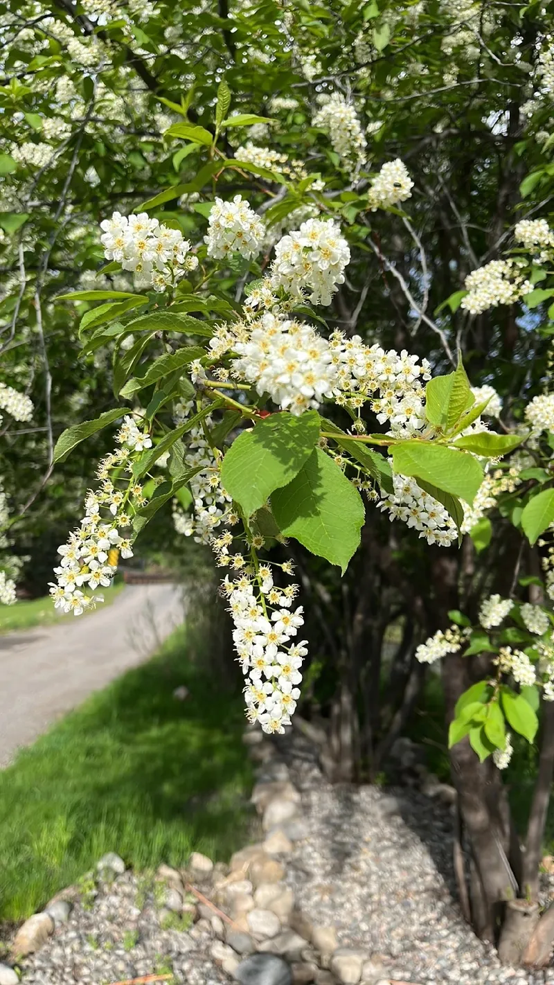 エゾノウワミズザクラ（蝦夷上溝桜）の魅力と花言葉