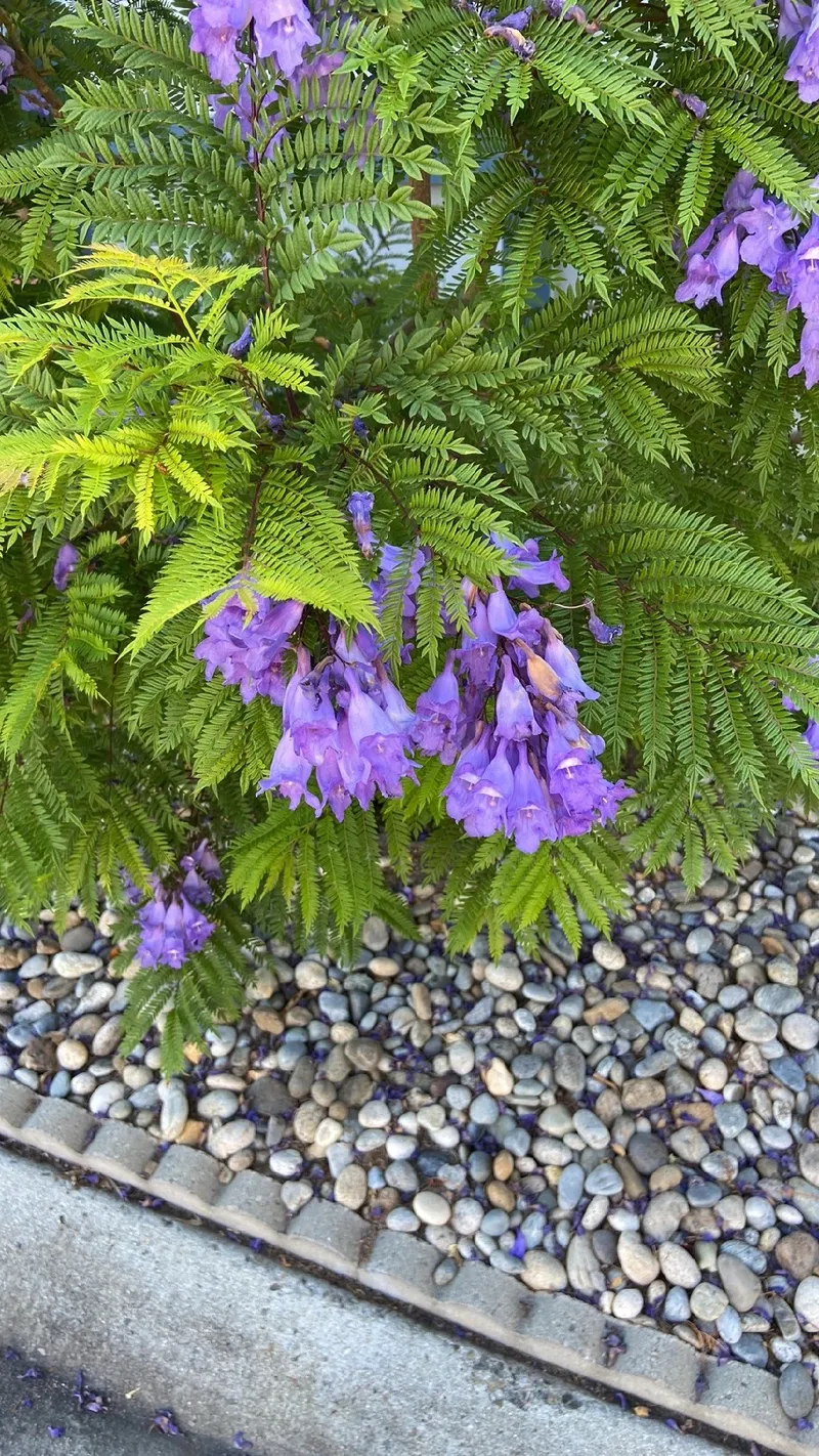 藍 花 言葉