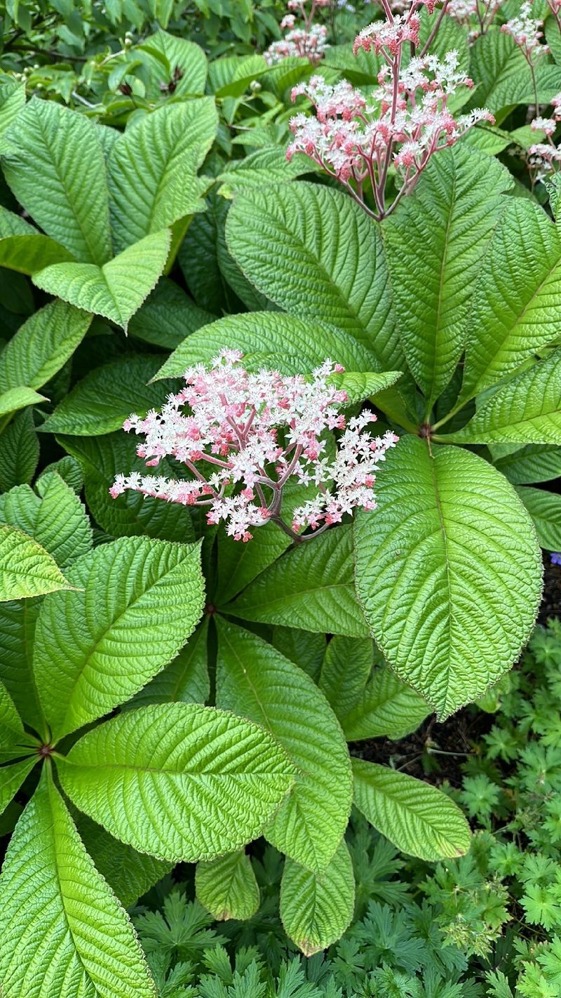 矢車草確認ページ 矢車菊（矢車草）を育ててみました。 | 育ててみました。