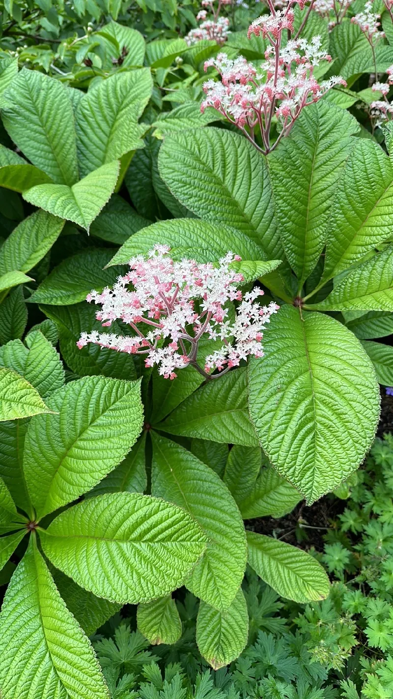 ヤグルマソウ（矢車草）の花言葉と歴史文化：その魅力と活用法