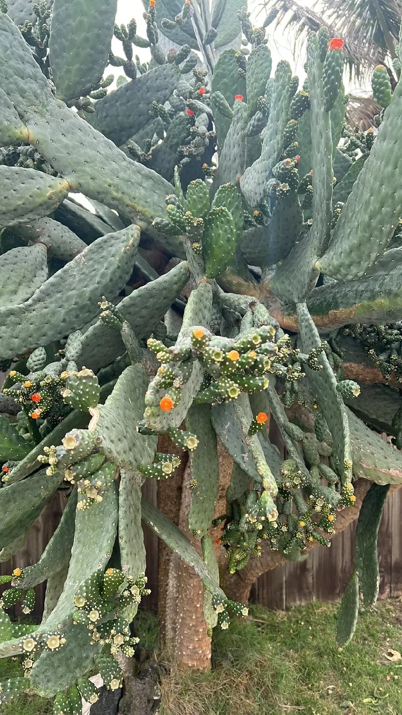 みの様確認用です！大型宝剣！宜しくお願い致します！ オオガタホウケン（大型宝剣） (ケア, 特徴, 花, 画像)