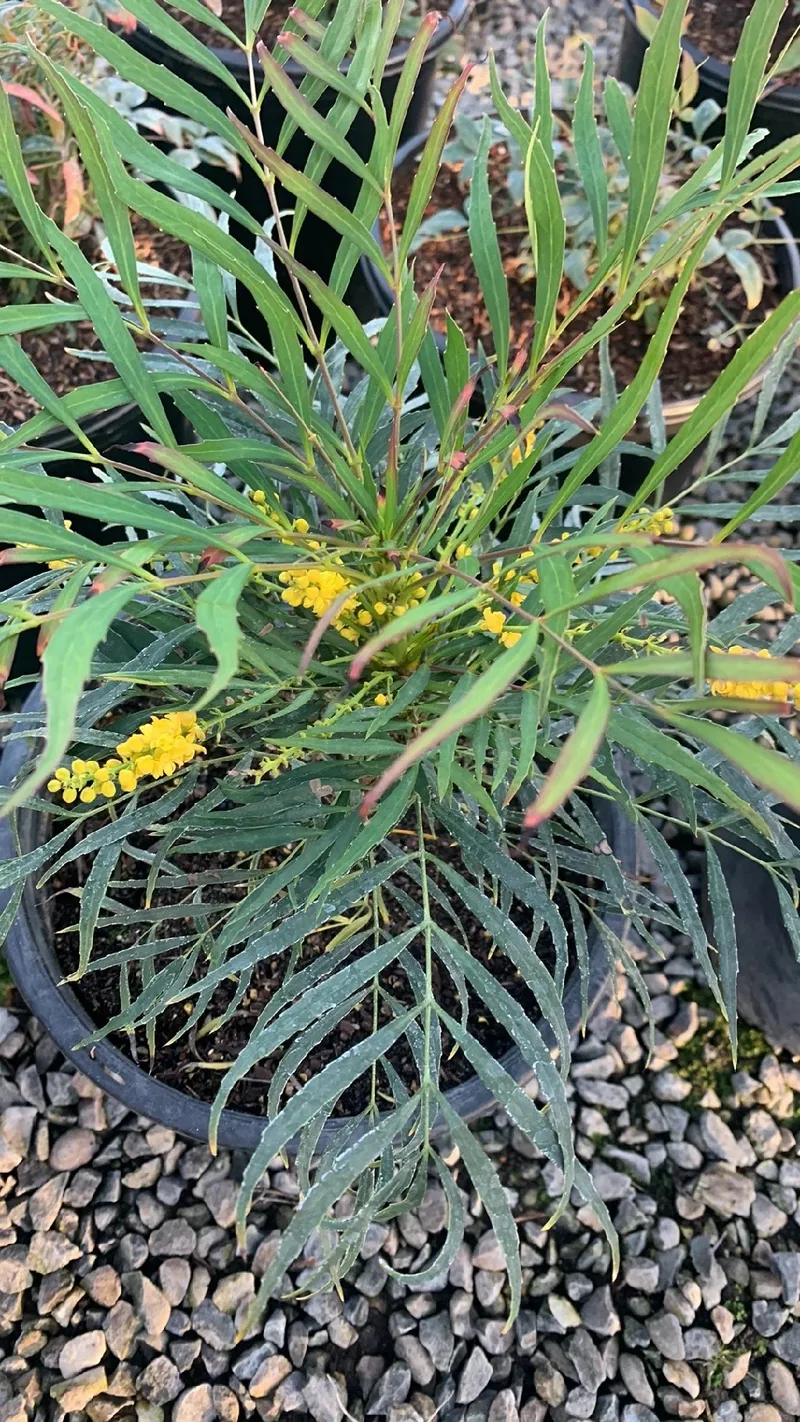 細葉十大功勞的花語與意義：探索其歷史與文化象徵