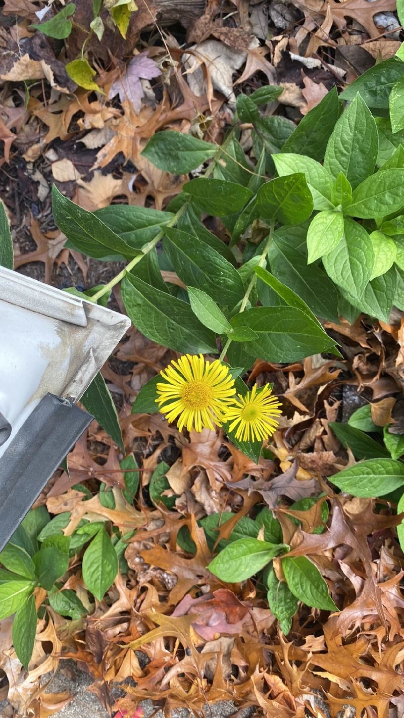 オオグルマの花言葉とその文化的な意味