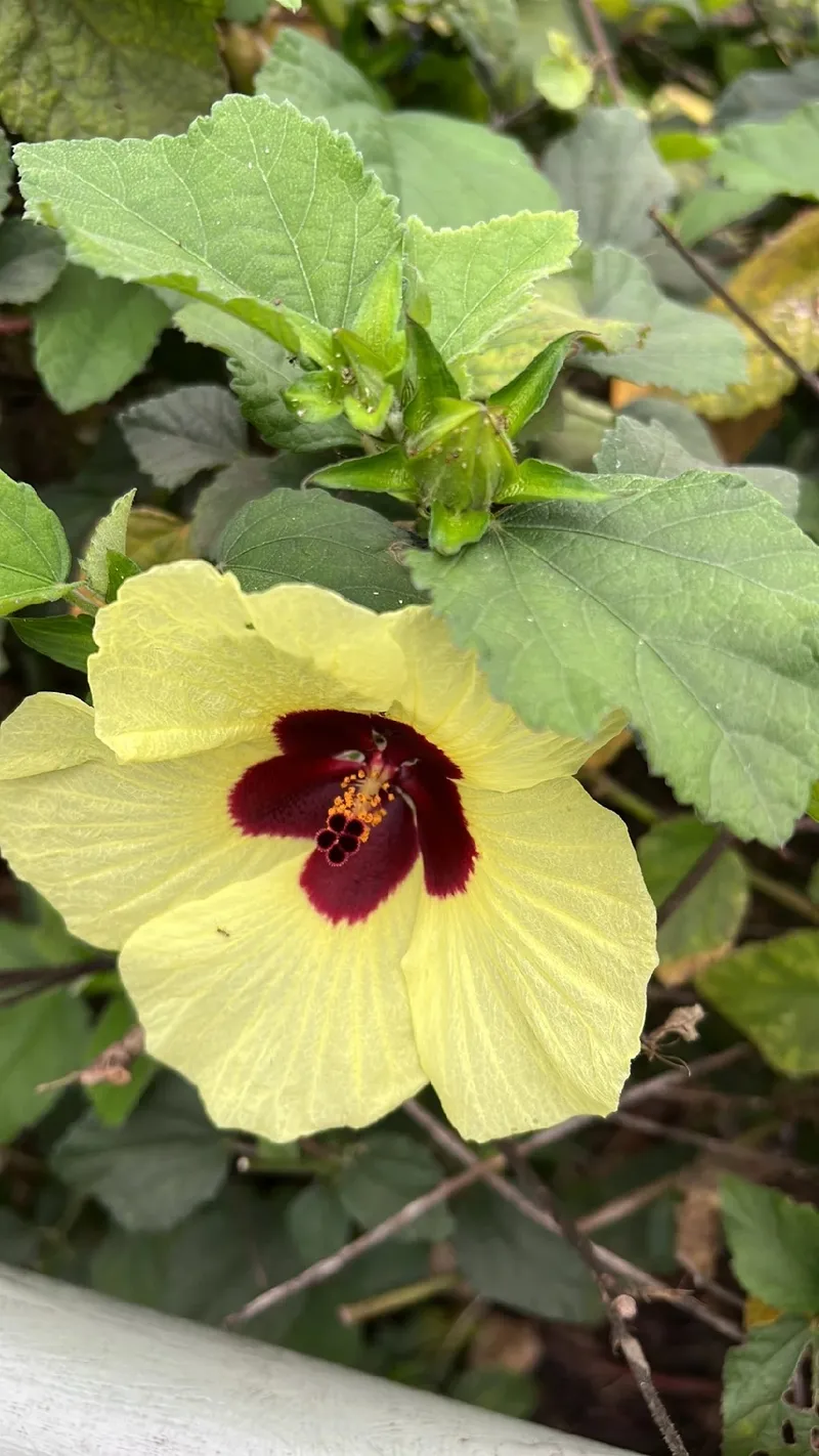 オオハマボウ（大浜朴）の魅力とその花言葉：知っておくべきポイント