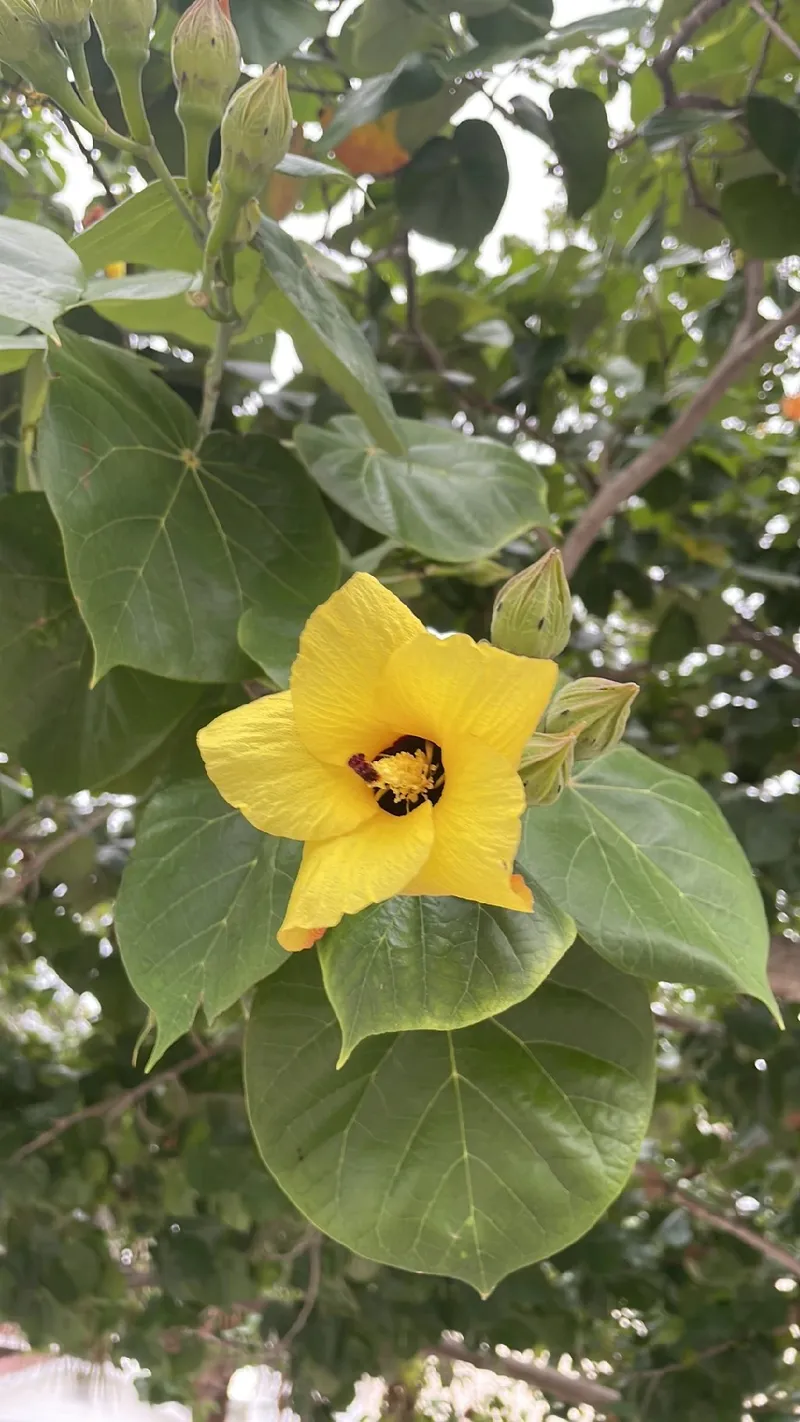 オオハマボウ（大浜朴）の魅力とその花言葉：知っておくべきポイント