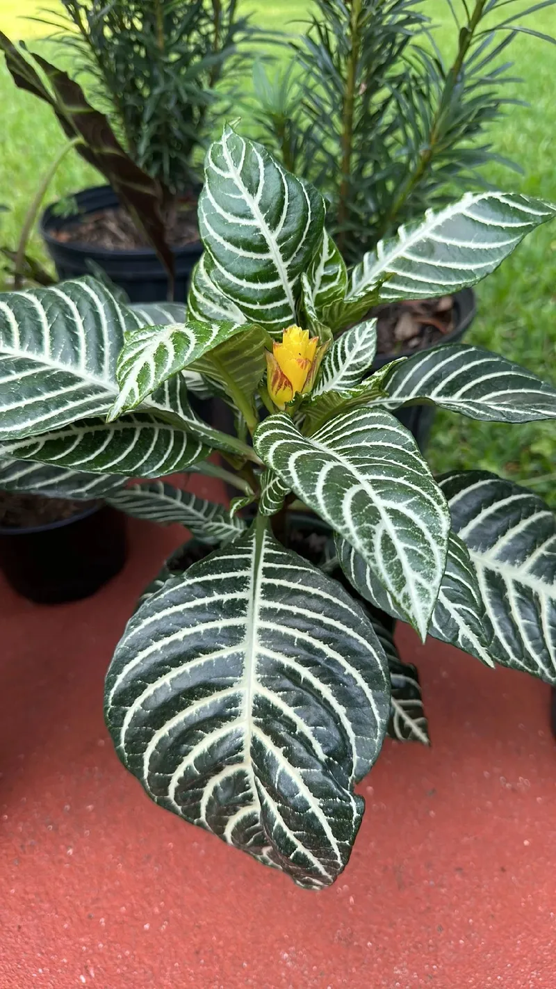 Jacaranda ดอกไม้สีม่วงแห่งกรุงพริทอเรีย แอฟริกาใต้, image size:800x1422