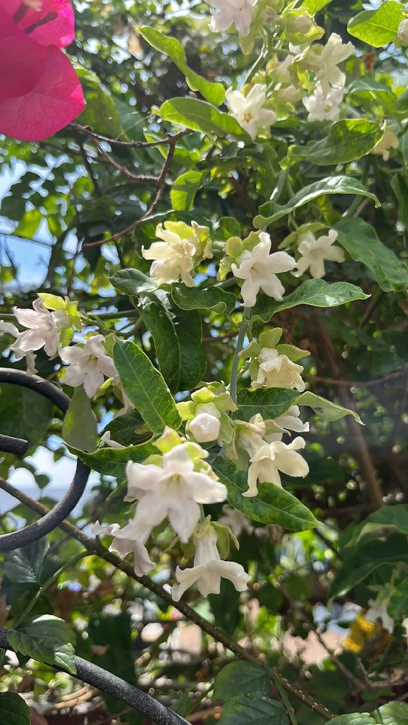 Unraveling the Mystique and Beauty of the Moth Plant Flower