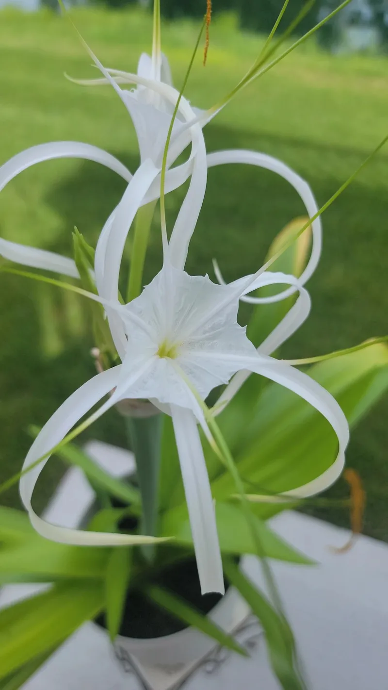 Discover the Enchanting Language and Symbolism of the Beach Spider Lily