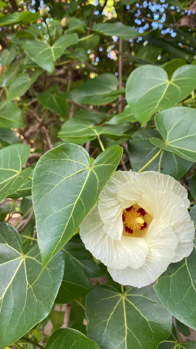 ホヤの花 2024-① - まつこの庭, image size:800x1422